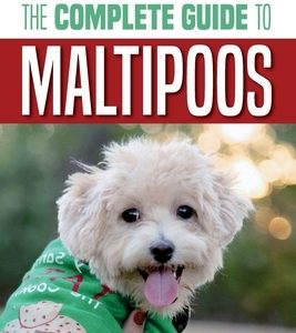 The Complete Guide to Maltipoos: Everything you need to know before getting your Maltipoo dog