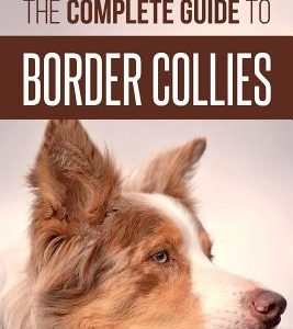 The Complete Guide to Border Collies: Training, teaching, feeding, raising, and loving your new Border Collie puppy