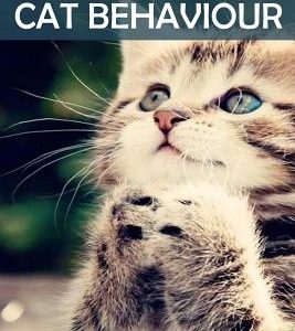 Understanding Cat Behaviour