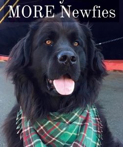 Ninety-nine MORE Newfies