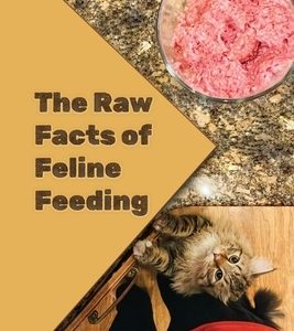 The Raw Facts of Feline Feeding
