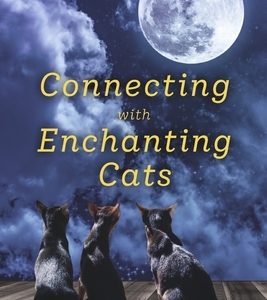 Connecting with Enchanting Cats