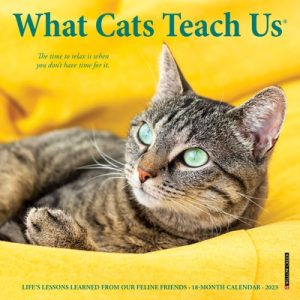 What Cats Teach Us 2023 Mini Wall Calendar