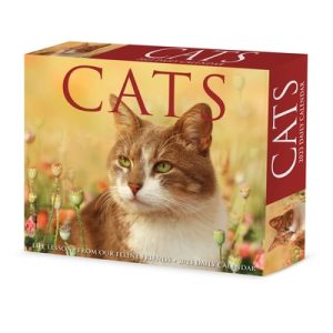 Cats 2023 Box Calendar
