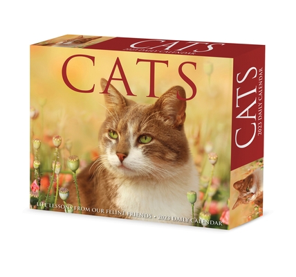 Cats 2023 Box Calendar
