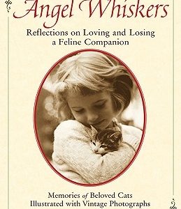 Angel Whiskers: Reflections on Loving and Losing a Feline Companion