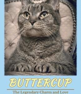 Buttercup - The Legendary Charm and Love of a Domestic Short-Haired Tabby Cat