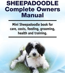 Mini Sheepadoodle Complete Owners Manual. Mini Sheepadoodle book for care, costs, feeding, grooming, health and training.