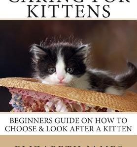 Caring for Kittens: Beginners Guide on How to look after a Kitten