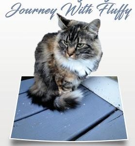 Our Ongoing Journey With Fluffy