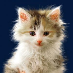 The Most Amazing Facts About Domestic Cats