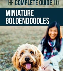 The Complete Guide to Miniature Goldendoodles: Learn Everything about Finding, Training, Feeding, Socializing, Housebreaking, and Loving Your New Mini