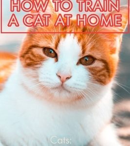 Cats: HOW TO TRAIN A CAT AT HOME: Cat Training: How to Train Your Cat the Easy Way, Common Cat Behaviors & What Do You Want