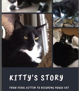 Kitty's Story: From Feral Kitten to Reigning Housecat