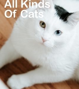 All Kinds Of Cats: beautiful pictures of cats