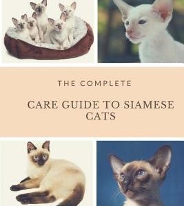 Siamese Cats: Complete Care Guide to Siamese Cats