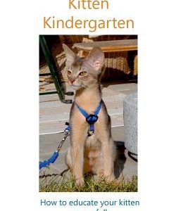 Kitten Kindergarten: How to educate your kitten successfully from the very first day