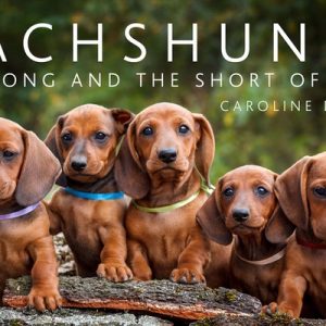 Dachshunds: The Long and the Short of Them