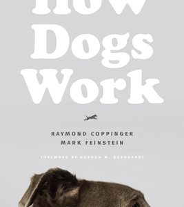 How Dogs Work
