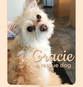 GRACIE a rescue dog