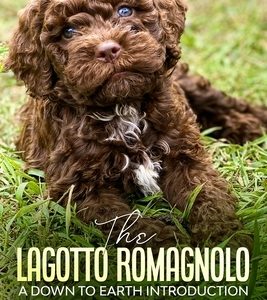 The Lagotto Romagnolo, A Down To Earth Introduction
