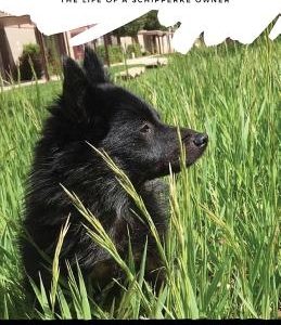 Schippertainment: Life as a Schipperke Owner