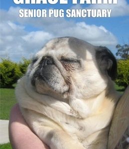 Grace Farm Senior Pug Sanctuary