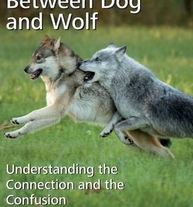 Between Dog and Wolf: Understanding the Connection and the Confusion
