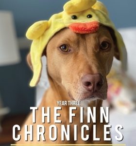 The Finn Chronicles: Year Three: A dog's reports from the front lines of hooman rescue