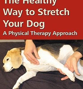 The Healthy Way to Stretch Your Dog: A Physical Therapy Approach