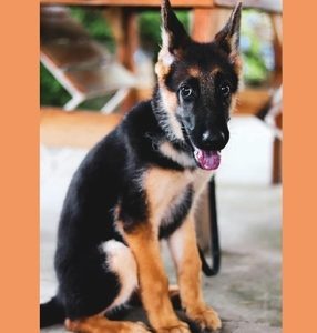 Canine Stress Signals: A Primer