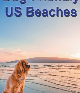 Dog-Friendly US Beaches