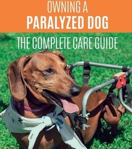 Owning a Paralyzed Dog - The Complete Care Guide: Helping Your Disabled Dog Live Their Life to the Fullest