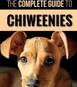 The Complete Guide to Chiweenies: Finding, Training, Caring for and Loving your Chihuahua Dachshund Mix