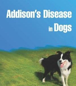 Addison's Disease in Dogs