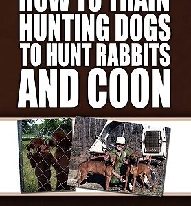 How to Train Hunting Dogs to Hunt Rabbits and Coon