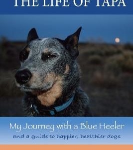 The Life of Tapa: My Journey with a Blue Heeler