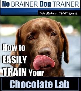 Chocolate Lab Training with the No Brainer Dog Trainer We Make It That Easy! -: How to Easily Train Your Chocolate Lab