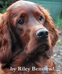 Irish Setter Poems