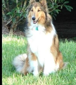 Callie the Collie finds a home: A true story with a happy ending about a puppy who wanted to find a home and someone to love her