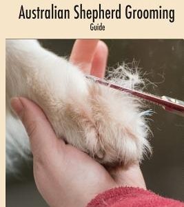 Australian Shepherd Grooming (english colored edition): Guide colored