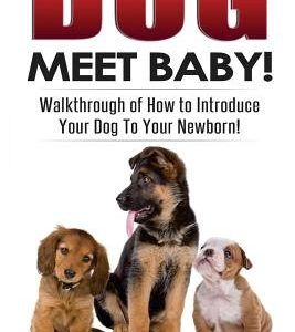 Dog Meet Baby!: Walk-Through of How to Introduce Your Dog To Your Newborn!