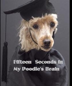 Fifteen seconds in My Poodle's Brain