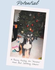 Puppy with Potential: A Puppy Finding Her Forever Home and Surviving Cancer