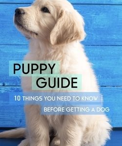 Puppy Guide: 10 Things You Need to Know Before Getting a Dog