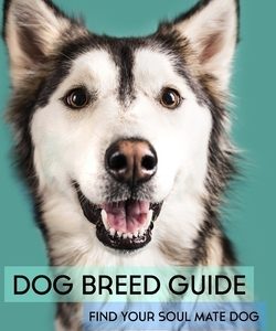 Dog Breed Guide: Find Your Soul Mate Dog