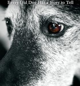 Old Dog Haven: Every Old Dog Has a Story to Tell