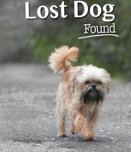 Tale of a Lost Dog Found
