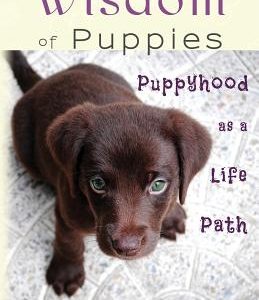 The Wisdom of Puppies: Puppyhood as a Life Path
