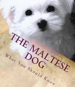 The Maltese Dog: What You Should Know